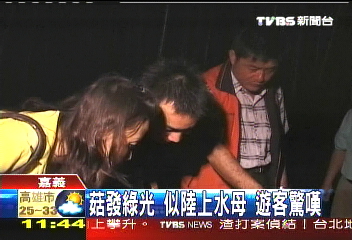 暗夜放光芒　阿里山螢光菇雨後現
