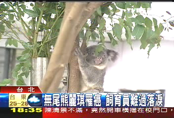 無尾熊麗琪生病　肝脾都有腫瘤