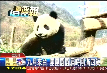 9月來台 團團、圓圓屆時剛滿4歲