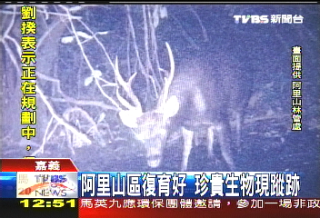 阿里山區復育好 珍貴生物現蹤跡