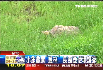 只會出一張嘴 長頸鹿「逗」小象龜