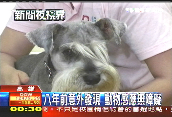 感應心事諮商師　稱能和動物溝通
