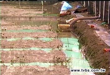 菜損未達標準 1公頃仍補助1萬元