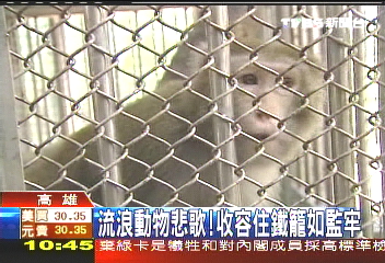 流浪動物悲歌! 收容住鐵籠如監牢