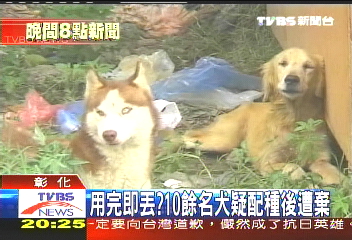用後即丟? 10餘名犬疑配種後遭棄