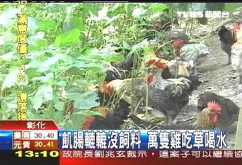 玉米飼料漲　萬隻放山雞吃草充飢
