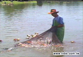 公園賣魚!羅東運動公園半價賣魚