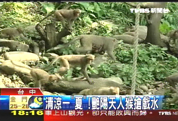 清涼一「夏」!艷陽天人猴搶戲水