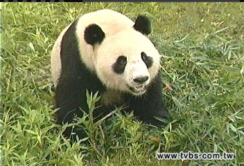 郝龍斌看貓熊 爭取「落戶」台北