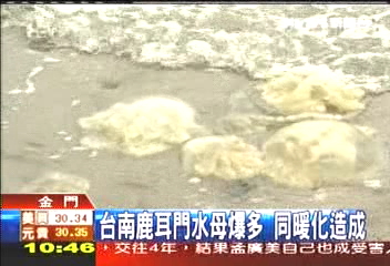 天氣暖化 金門慈湖水母數量暴增