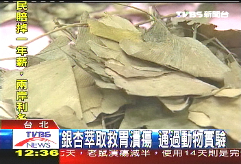 銀杏萃取救胃潰瘍 通過動物實驗