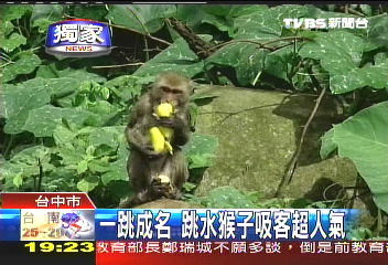 〈獨家〉跳水消暑成偶像 猴子吸客超人氣