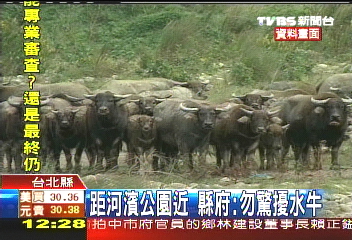 大漢溪水牛再現　疑野生具攻擊性