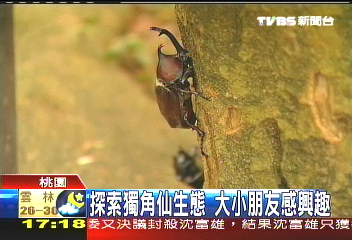 探索獨角仙生態 大小朋友感興趣