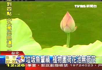 撈出一大籃 垃圾魚恐咬荷花嫩芽