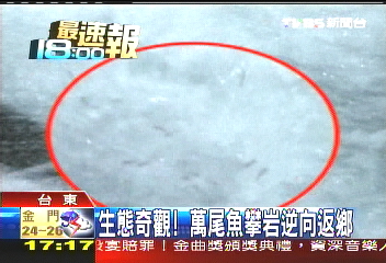 生態奇觀! 萬尾魚攀岩逆向返鄉