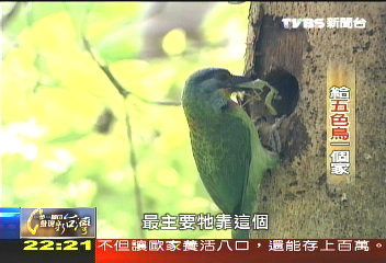 【一步一腳印】對抗到和平　農夫復育五色鳥