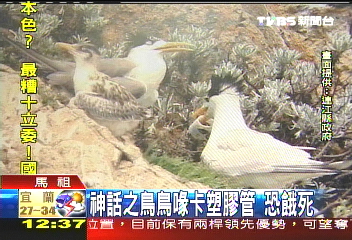 「神話之鳥」嘴卡塑膠管 週內恐餓死