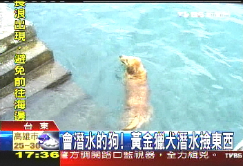 會潛水的狗！　黃金獵犬潛水撿東西