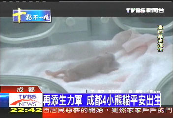 躲過川震　成都首批新生熊貓亮相