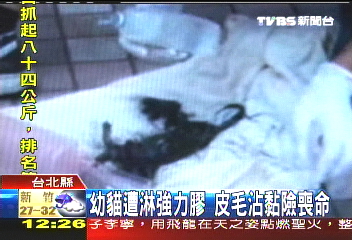 幼貓遭淋強力膠 皮毛沾黏險喪命