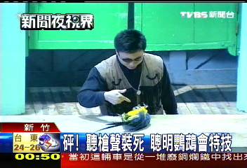 砰！聽槍聲裝死　聰明鸚鵡會特技