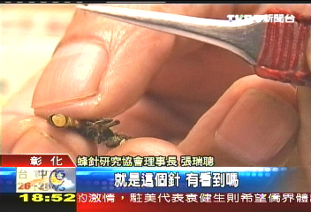 蜂針螫能治病？　醫：不慎恐引過敏
