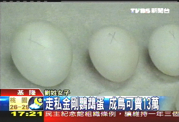 走私金剛鸚鵡蛋　成鳥可賣13萬
