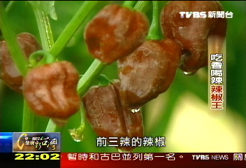 【一步一腳印】吃香喝辣辣椒王　林建訓的世界第一辣
