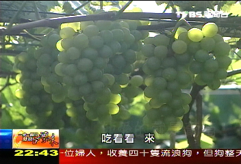 【一步一腳印】一生與葡萄樹為伍 他愛的就是葡萄