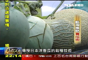 【一步一腳印】藍海策略養瓜術　溫室香瓜出頭天(下)