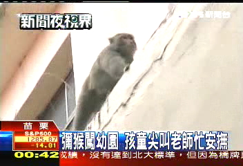 獼猴闖幼園　孩童尖叫老師忙安撫