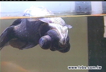 超強黑金魚　翻肚仰泳1年多