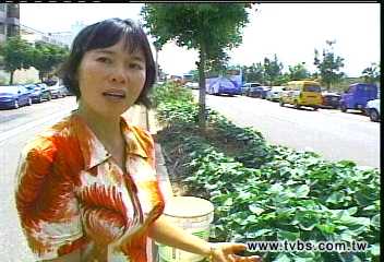 分隔島長茄子! 眾佔公有地種菜