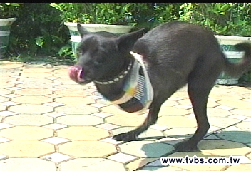 截肢犬「暴龍」堅毅求生　成活廣告