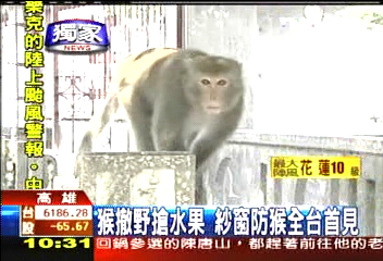〈獨家〉猴撤野搶水果 紗窗防猴全台首見
