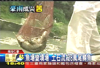 魚場變墳場 土石流殺8萬尾鱒魚