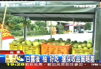都是節氣惹禍! 台東柚15萬斤滯銷