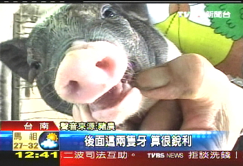 貧婦充當豬奶媽　餵奶救小豬
