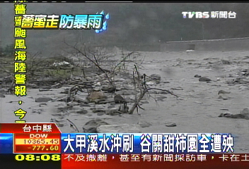 薔蜜秋颱／大甲溪水沖刷　谷關甜柿園全遭殃