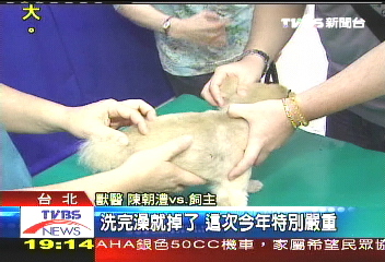 只醫皮膚　獸醫也分科、診費3倍