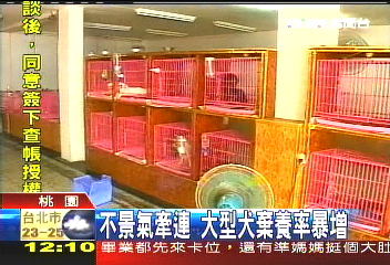 不景氣牽連 大型犬棄養率暴增