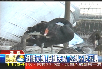 癡情天鵝 母鵝失竊公鵝不吃不喝