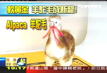 〈獨家〉年漲3成　祕魯羊駝毛保值新寵