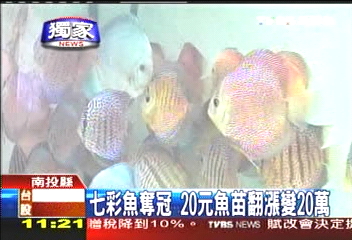 〈獨家〉七彩魚奪冠20元 魚苗翻漲變20萬