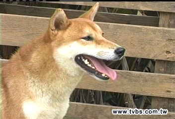電影熱潮退去　月收容4棄養柴犬