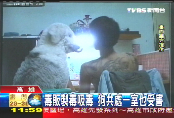 毒販製毒吸毒　狗共處一室也受害