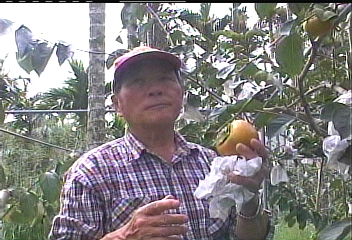 草嶺甜柿甜度16-20度　比蜜蘋果甜