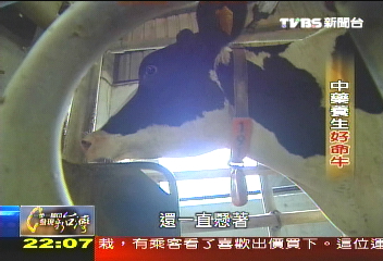 【一步一腳印】「對症下藥」照顧　中藥養生好命牛