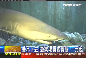 生意差養不起！渡假村1元標售活鯊